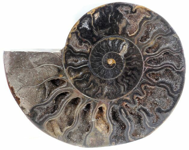 Split Black/Orange Ammonite (Half) - Unusual Coloration #55704